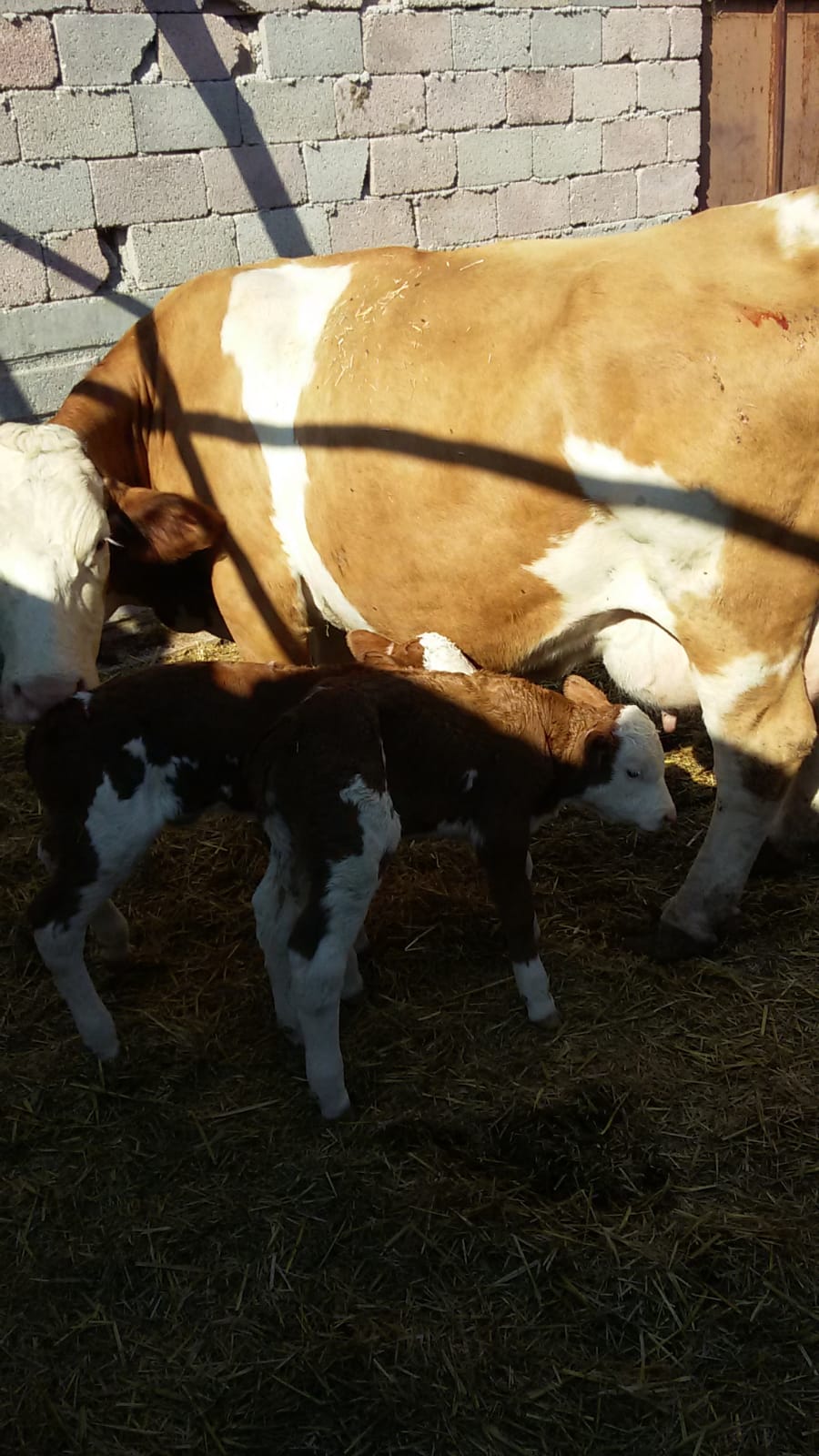 Asaf Tarım ve Hayvancılık